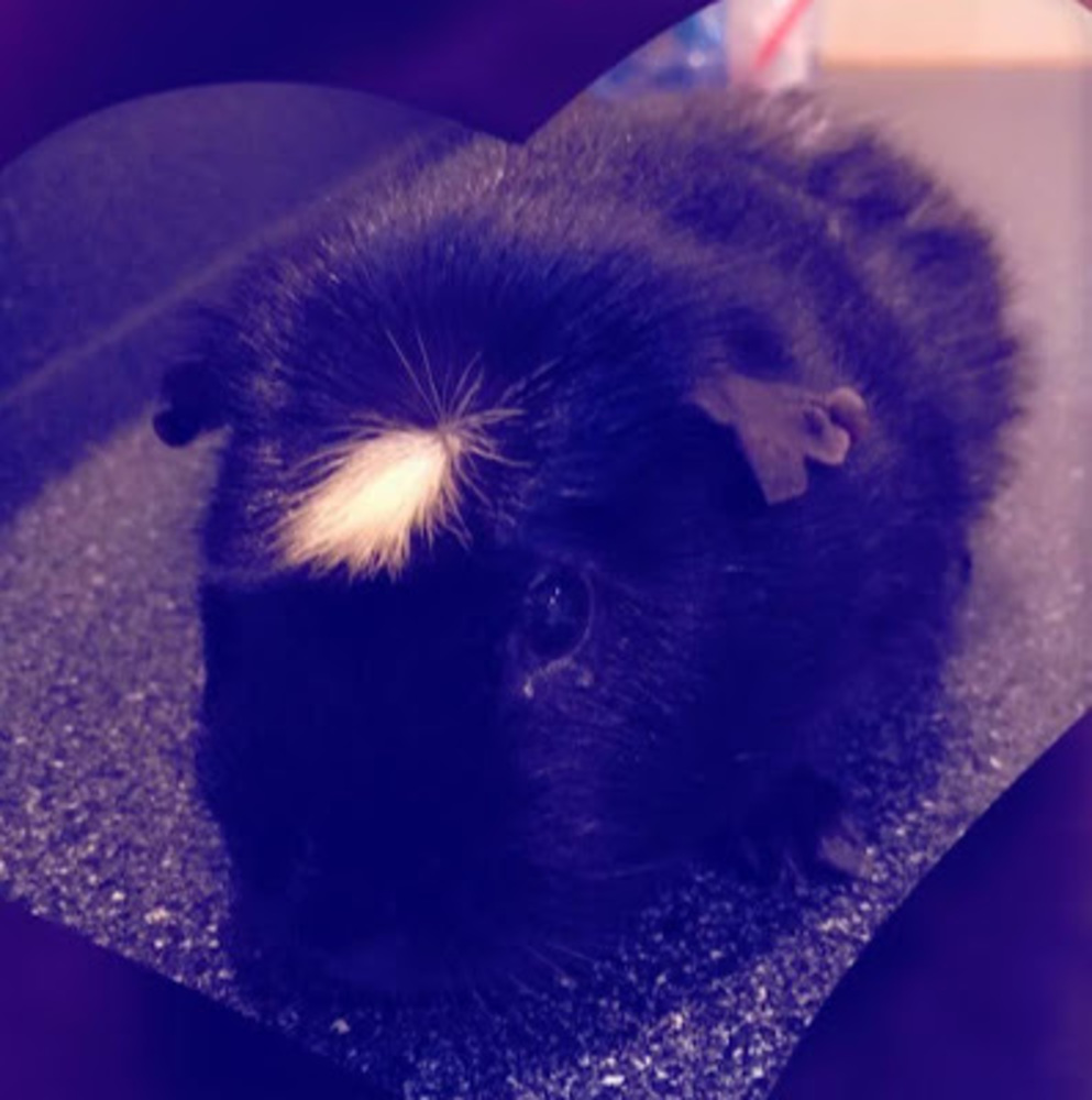 Meet your Posher, The bird says